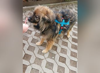 Bucky - ein liebenswerter Bub