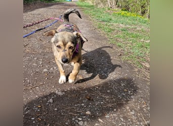 Mary - kleine Mary sucht großes Glück