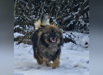 Bucky - ein liebenswerter Bub