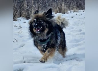 Bucky - ein liebenswerter Bub