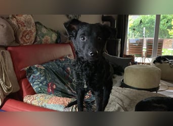 Yuna kroatischer Schäferhund Mischling Hündin sucht Zuhause für immer