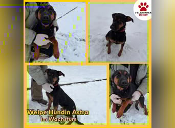 Astra Mischling Hündin Junghund sucht Zuhause oder Pflegestelle