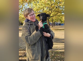 Yuna kroatischer Schäferhund Mischling Hündin sucht Zuhause für immer