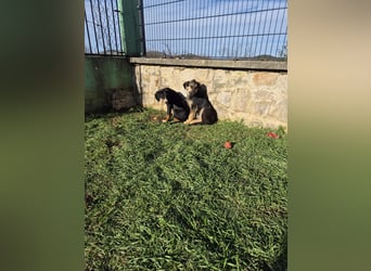 Stevie Welpe Schäferhund Mischling Rüde Junghund sucht Zuhause oder Pflegestelle