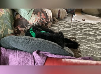 Yuna kroatischer Schäferhund Mischling Hündin sucht Zuhause für immer