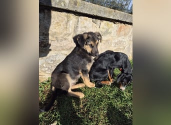 Stevie Welpe Schäferhund Mischling Rüde Junghund sucht Zuhause oder Pflegestelle