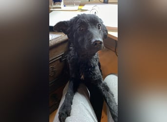 Yuna kroatischer Schäferhund Mischling Hündin sucht Zuhause für immer