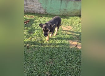 Stevie Welpe Schäferhund Mischling Rüde Junghund sucht Zuhause oder Pflegestelle