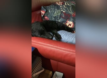 Yuna kroatischer Schäferhund Mischling Hündin sucht Zuhause für immer