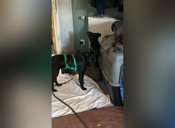 Yuna kroatischer Schäferhund Mischling Hündin sucht Zuhause für immer