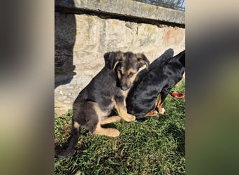 Stevie Welpe Schäferhund Mischling Rüde Junghund sucht Zuhause oder Pflegestelle