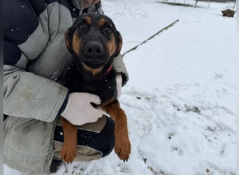 Astra Mischling Hündin Junghund sucht Zuhause oder Pflegestelle