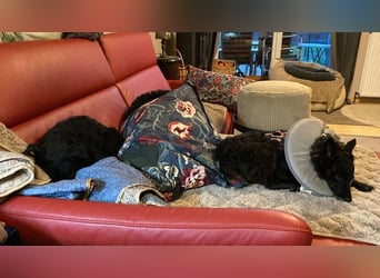 Yuna kroatischer Schäferhund Mischling Hündin sucht Zuhause für immer