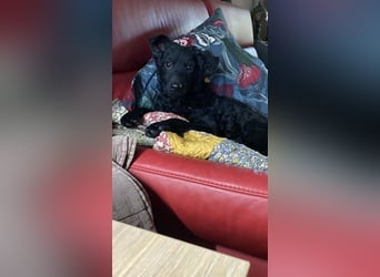 Yuna kroatischer Schäferhund Mischling Hündin sucht Zuhause für immer