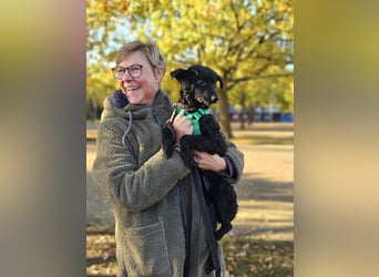 Yuna kroatischer Schäferhund Mischling Hündin sucht Zuhause für immer