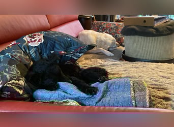 Yuna kroatischer Schäferhund Mischling Hündin sucht Zuhause für immer