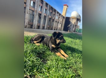 Shila Welpe Schäferhund Mischling Hündin sucht Zuhause oder Pflegestelle