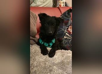 Yuna kroatischer Schäferhund Mischling Hündin sucht Zuhause für immer