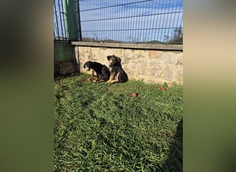 Stevie Welpe Schäferhund Mischling Rüde Junghund sucht Zuhause oder Pflegestelle