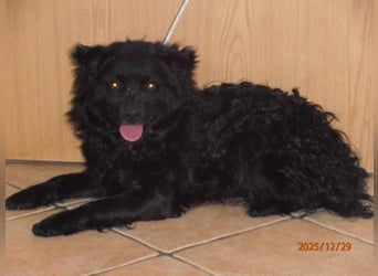 Marlo kroatischer Schäferhund Mischling Rüde Junghund sucht Zuhause oder Pflegestelle