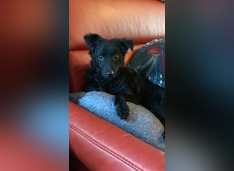 Yuna kroatischer Schäferhund Mischling Hündin sucht Zuhause für immer