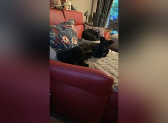 Yuna kroatischer Schäferhund Mischling Hündin sucht Zuhause für immer