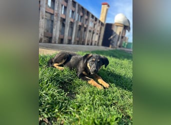 Shila Welpe Schäferhund Mischling Hündin sucht Zuhause oder Pflegestelle