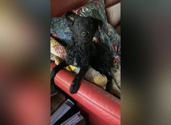 Yuna kroatischer Schäferhund Mischling Hündin sucht Zuhause für immer