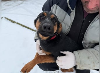 Astra Mischling Hündin Junghund sucht Zuhause oder Pflegestelle