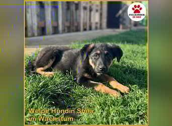 Shila Welpe Schäferhund Mischling Hündin sucht Zuhause oder Pflegestelle