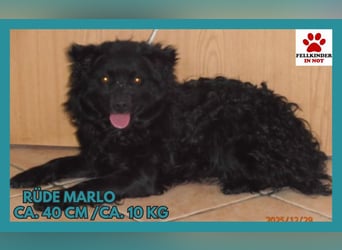 Marlo kroatischer Schäferhund Mischling Rüde Junghund sucht Zuhause oder Pflegestelle