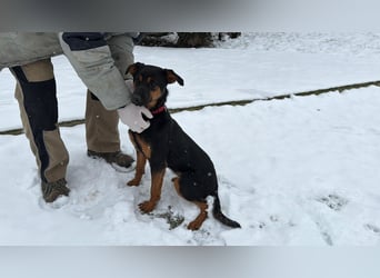 Astra Mischling Hündin Junghund sucht Zuhause oder Pflegestelle