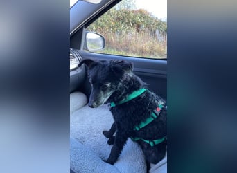 Yuna kroatischer Schäferhund Mischling Hündin sucht Zuhause für immer