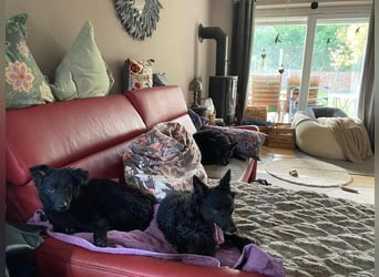 Yuna kroatischer Schäferhund Mischling Hündin sucht Zuhause für immer