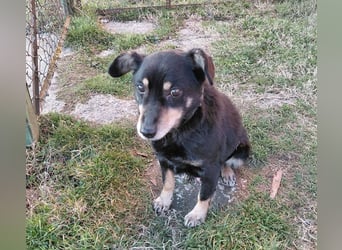 Mogyoró sucht ein Zuhause