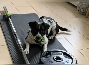 Szuki wartet auf eine zweite Chance