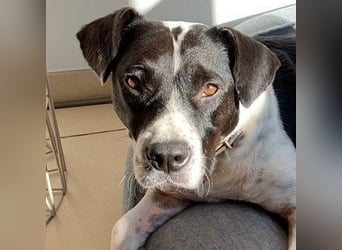 Szuki wartet auf eine zweite Chance