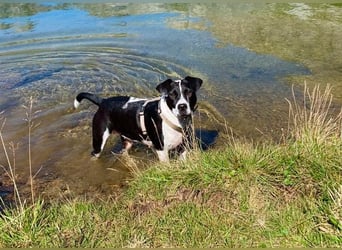 Szuki wartet auf eine zweite Chance