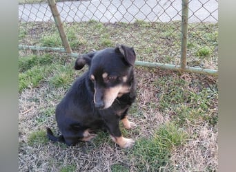 Mogyoró sucht ein Zuhause