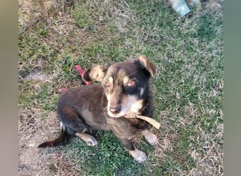 Mogyoró sucht ein Zuhause