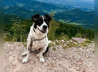 Szuki wartet auf eine zweite Chance