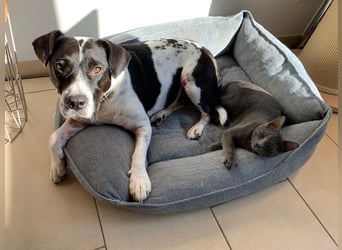 Szuki wartet auf eine zweite Chance