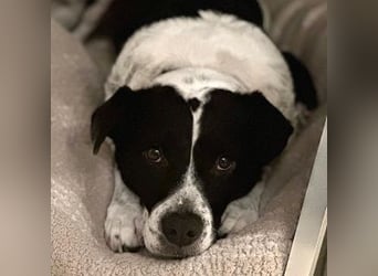 Szuki wartet auf eine zweite Chance