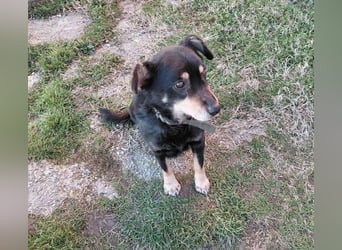 Mogyoró sucht ein Zuhause