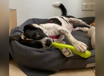 Szuki wartet auf eine zweite Chance