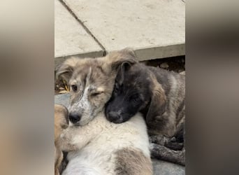 Ares- möchte seine Koffer packen und in ein warmes zuhause ziehen