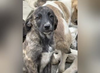 Ares- möchte seine Koffer packen und in ein warmes zuhause ziehen