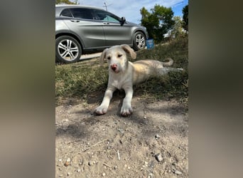 Missy sucht ihr Zuhause