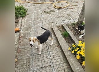 Dala- ist bereit ihr für immer zuhause zu finden