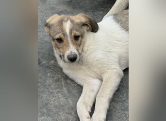 Cosmo- ist bereit seine Koffer zu packen